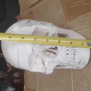 White Anatomical Skull Model